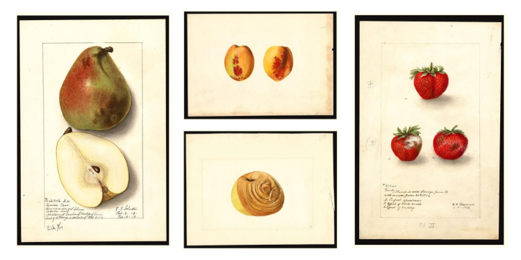 Why were these beautiful watercolours of imperfect fruit so important?